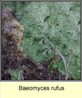 Baeomyces rufus