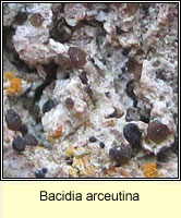 Bacidia arceutina