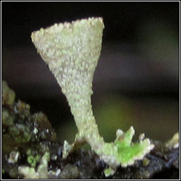 Cladonia chlorophaea