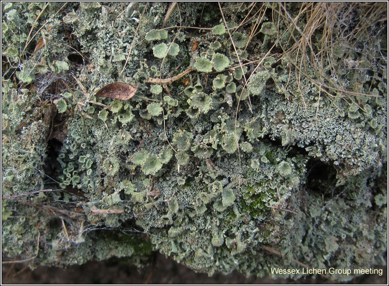 Cladonia chlorophaea sens str