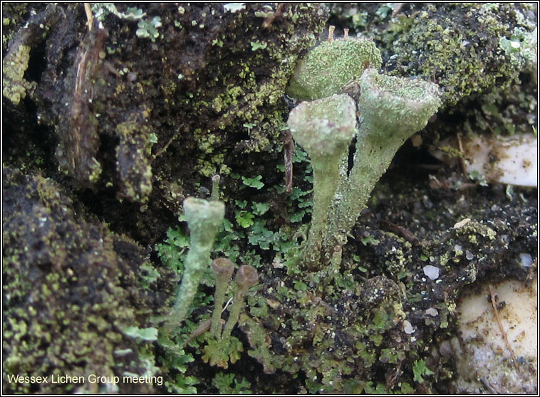 Cladonia chlorophaea sens str