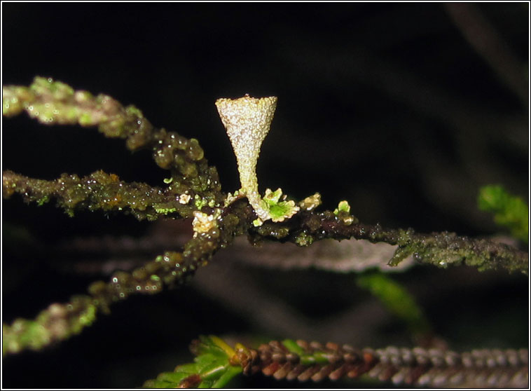 Cladonia chlorophaea sens str