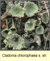 Cladonia chlorophaea sens str