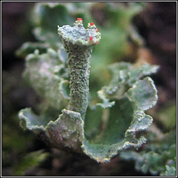 Cladonia digitata