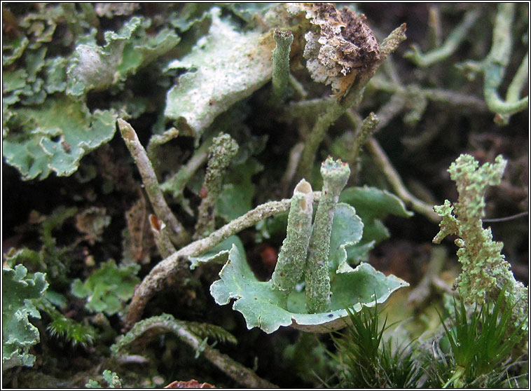 Cladonia digitata