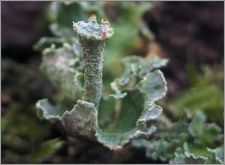 Cladonia digitata