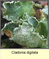 Cladonia digitata