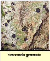 Acrocordia gemmata