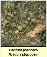 Bacidina phacodes (Bacidia phacodes)