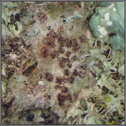 Coniocarpon cinnabarinum, Arthonia cinnabarina