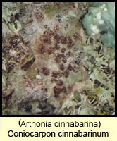 Coniocarpon cinnabarinum (Arthonia cinnabarina)