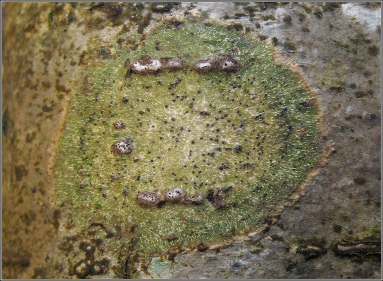 Pyrenula chlorospila