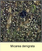 Micarea denigrata