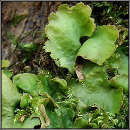 Lobaria virens