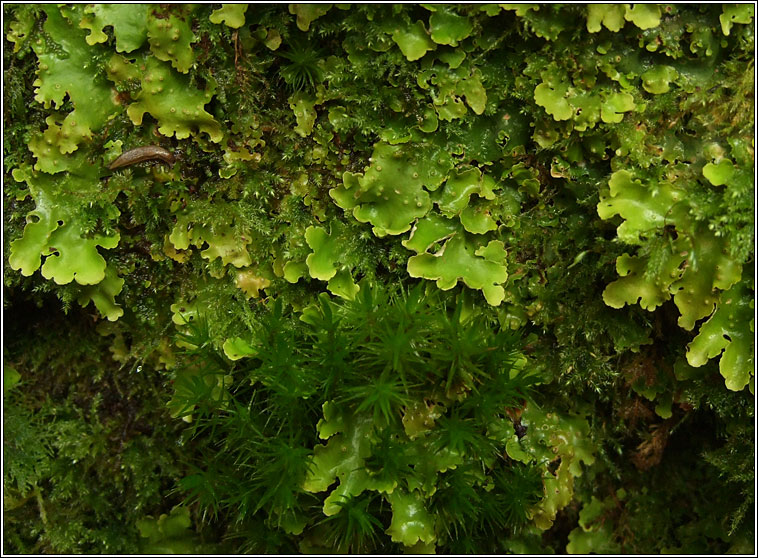 Lobaria virens