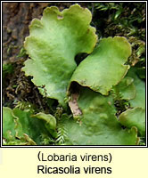 Lobaria virens