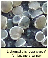 Lichenodiplis lecanorae