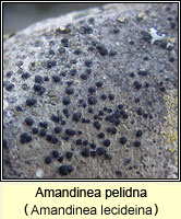 Amandinea pelidna (Amandinea lecideina)