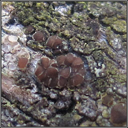 Lecanora hagenii