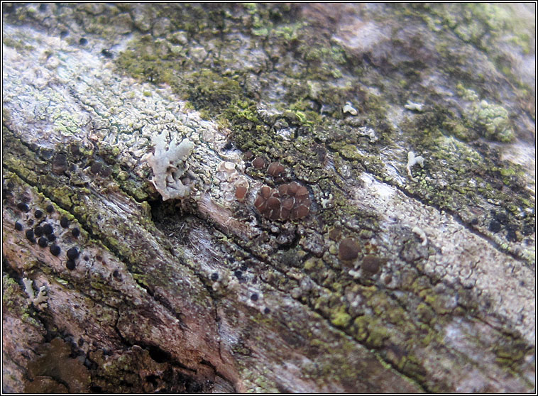 Lecanora hagenii