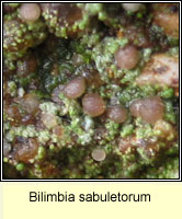 Bilimbia sabuletorum