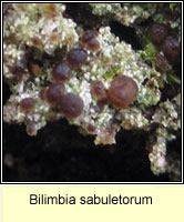 Bilimbia sabuletorum