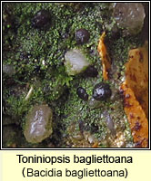 Toniniopsis bagliettoana (Bacidia bagliettoana)