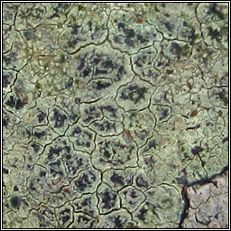 Lecanora sulphurea