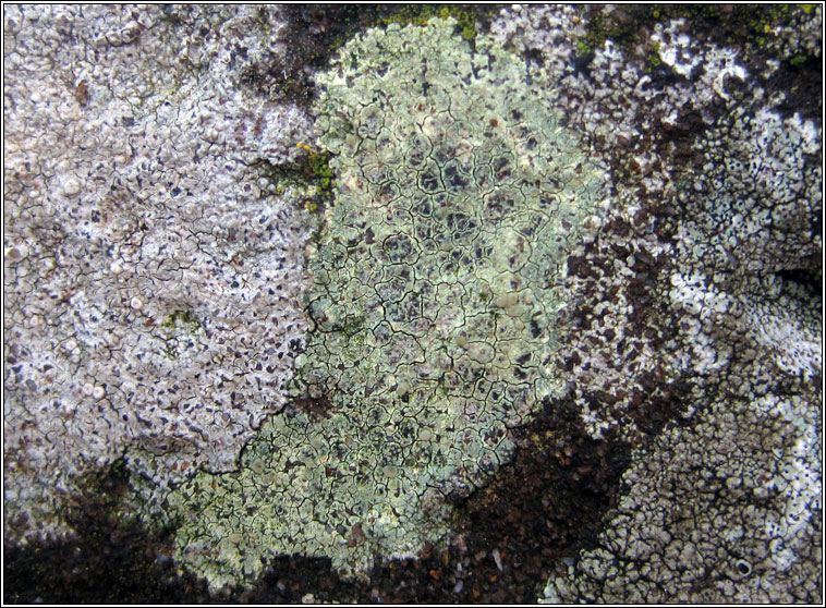 Lecanora sulphurea