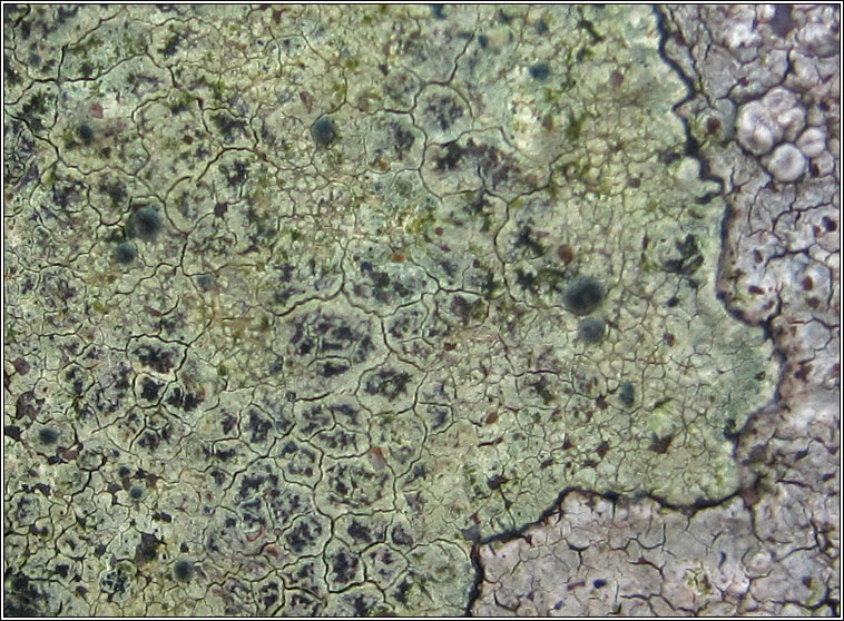 Lecanora sulphurea