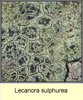 Lecanora sulphurea