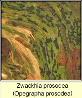 Zwackhia prosodea (Opegrapha prosodea)