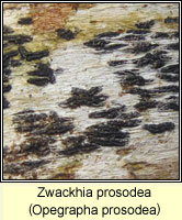 Zwackhia prosodea (Opegrapha prosodea)