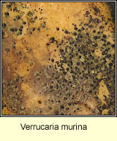 Verrucaria murina