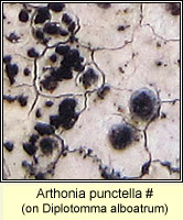 Arthonia punctella