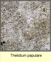 Thelidium papulare