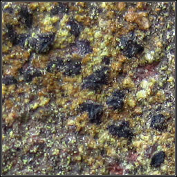 Gyrographa gyrocarpa, Opegrapha gyrocarpa