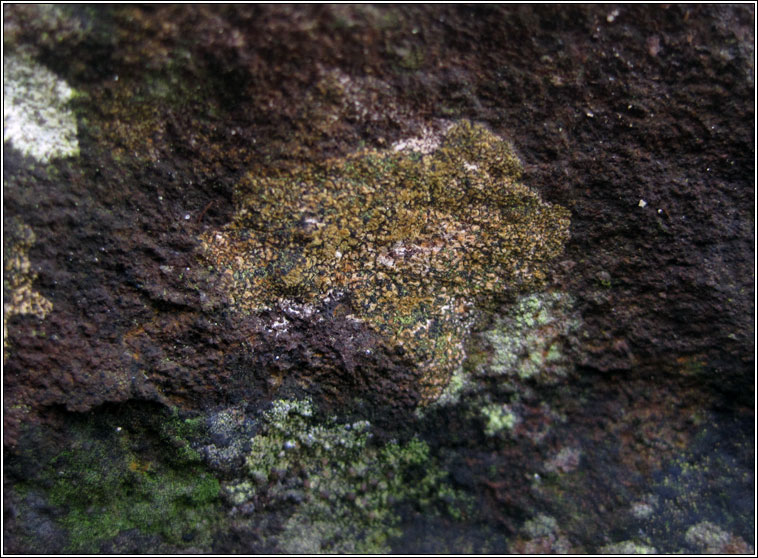 Opegrapha gyrocarpa