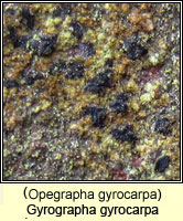 Gyrographa gyrocarpa (Opegrapha gyrocarpa)