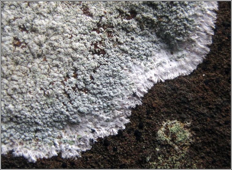 Haematomma ochroleucum var porphyrium