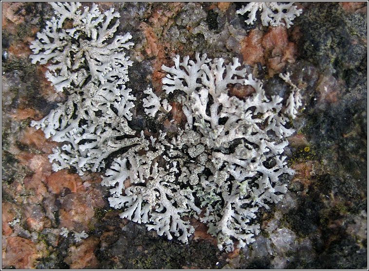 Physcia dubia