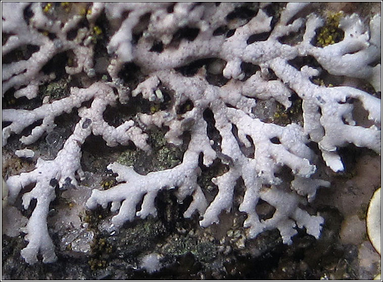 Physcia dubia