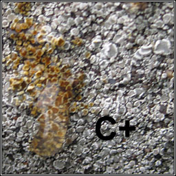 Lecanora antiqua