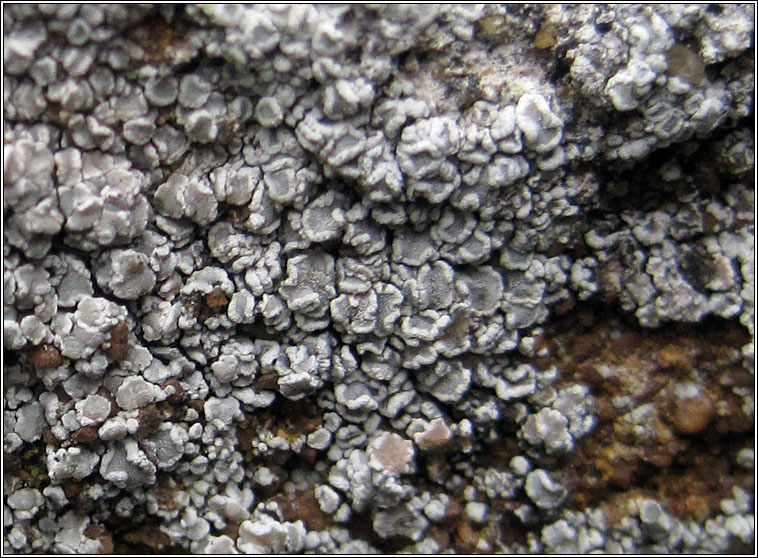 Lecanora antiqua