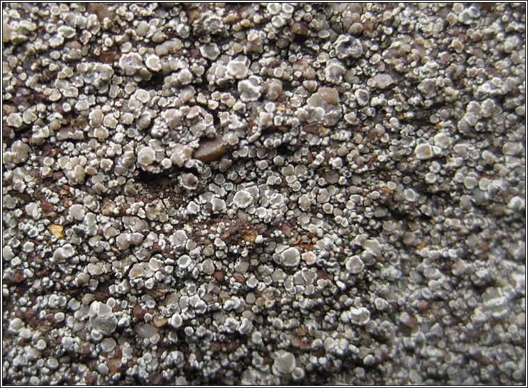 Lecanora antiqua