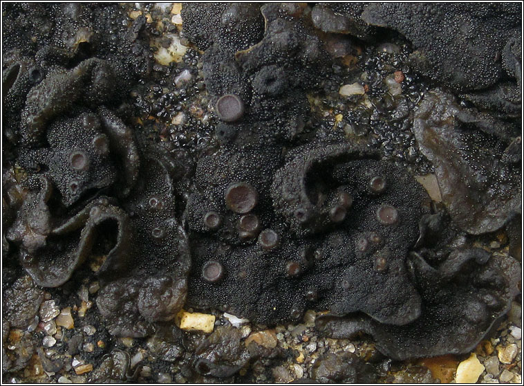 Collema fuscovirens