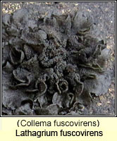 Lathagrium fuscovirens (Collema fuscovirens)