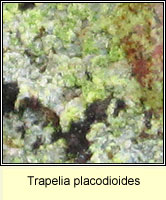 Trapelia placodioides