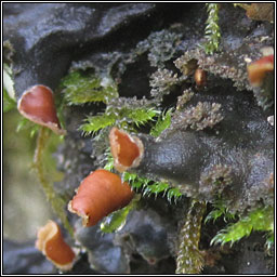 Peltigera praetextata