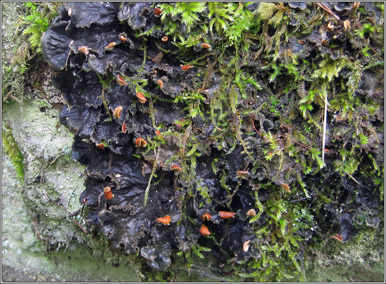 Peltigera praetextata